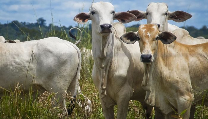 Produtores RURAIS Têm Até Segunda-feira, 3, PARA Atualizar Cadastro DE Rebanhos NO Pará