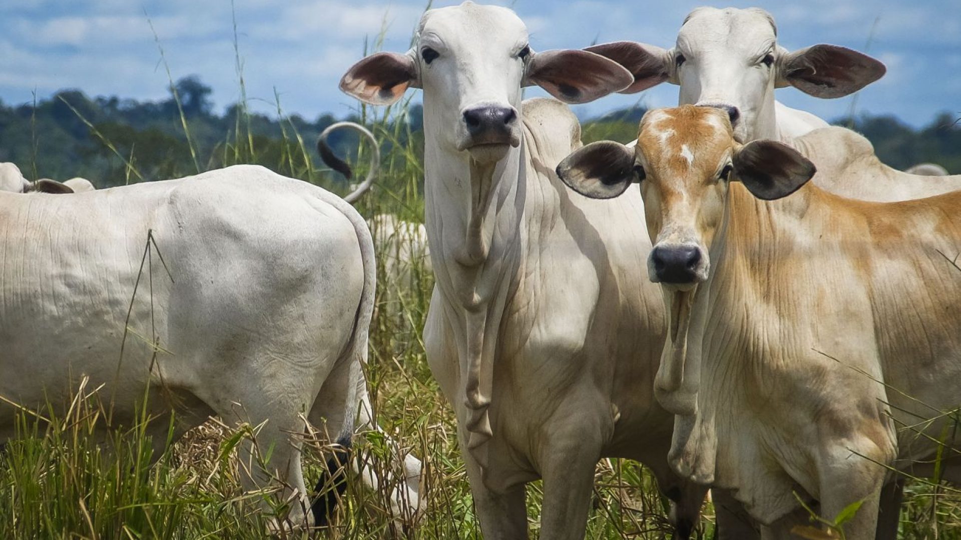 Produtores RURAIS Têm Até Segunda-feira, 3, PARA Atualizar Cadastro DE Rebanhos NO Pará