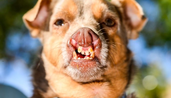 Pug resgatado Jinny Lu conquista título de cão mais feio do mundo em concurso nos EUA