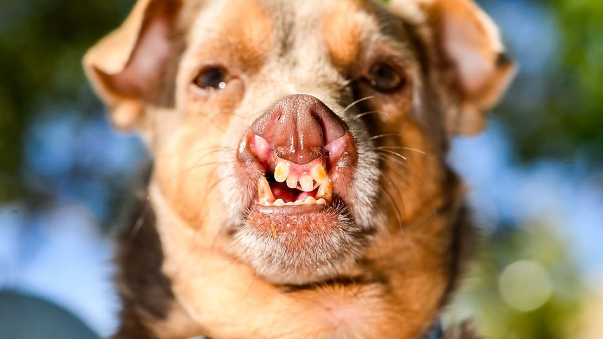 Pug resgatado Jinny Lu conquista título de cão mais feio do mundo em concurso nos EUA