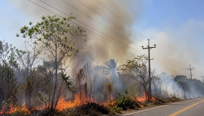 Queimadas Já Provocaram 720 Ocorrências COM a REDE Elétrica NO Pará EM 2026