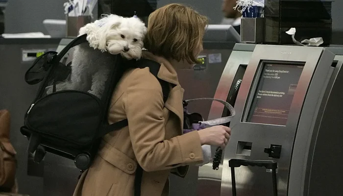 Ranking revela as companhias aéreas europeias mais adaptadas para viagens com pets