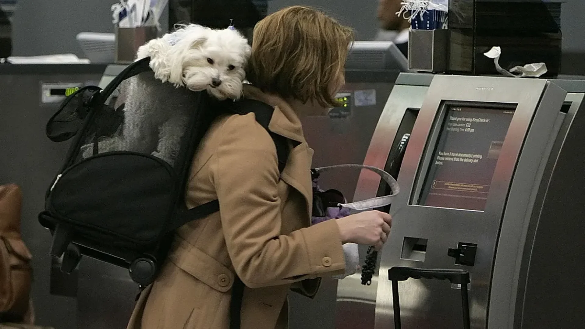 Ranking revela as companhias aéreas europeias mais adaptadas para viagens com pets