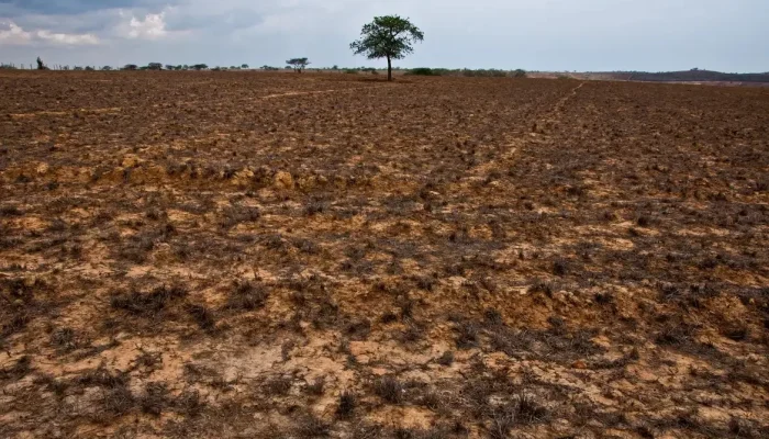 Restauração de terras: Brasil sob pressão para efetivar metas após COP17