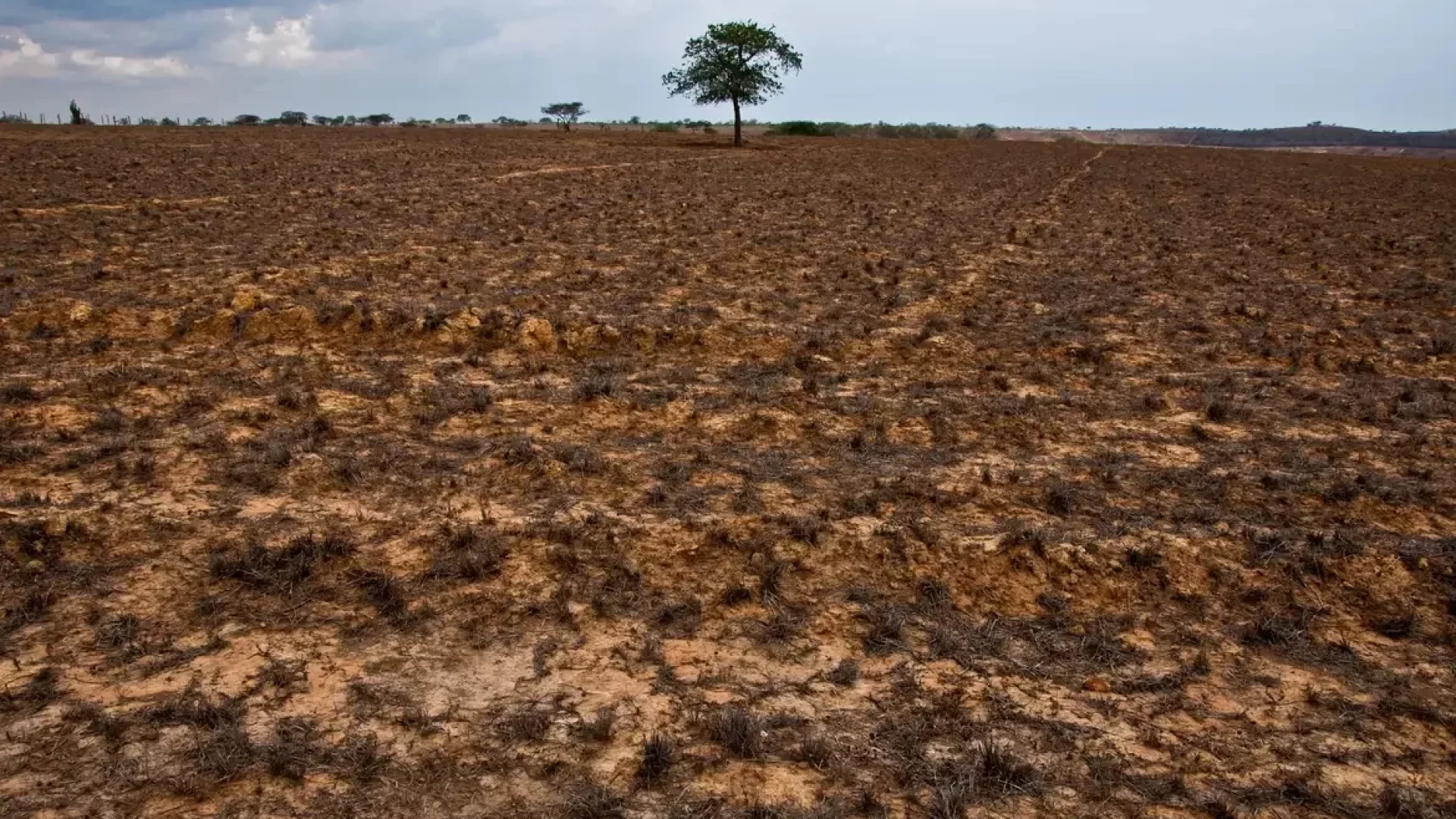Restauração de terras: Brasil sob pressão para efetivar metas após COP17